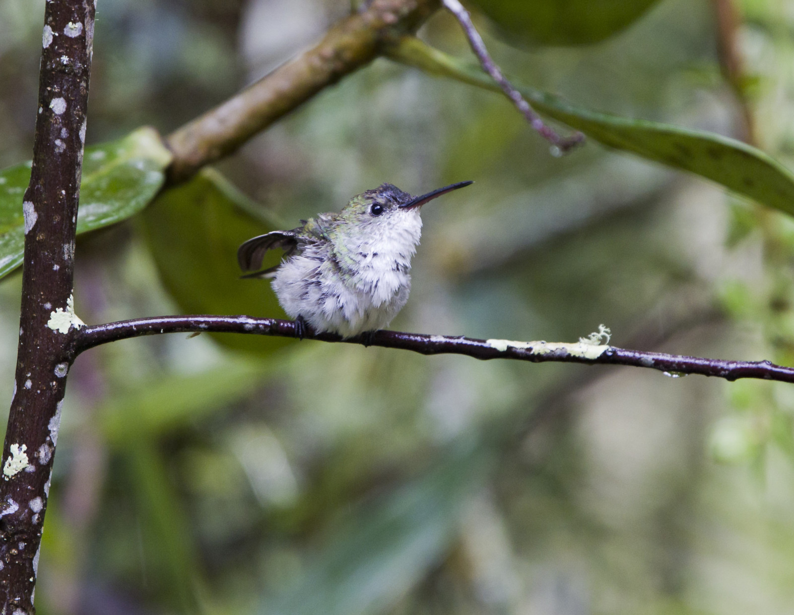 image White-bellied Hummingbird